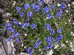Forget-me-not