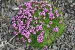 Moss Campion