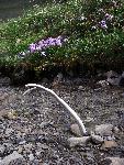 Caribou Antler and Wildflowers