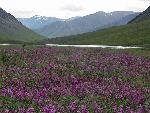 Fireweed Field