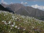Cottongrass and Mountain