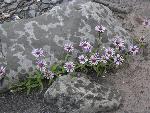 Siberian Aster
