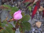 Rose in Fall