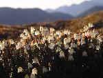 Arctic Bell Heather