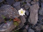 Windflower