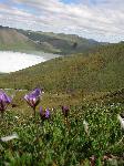 Wildflowers and Ice