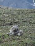 Relaxed Wolf