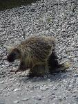 Porcupine