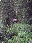 Camouflage Moose