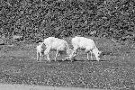 Dall's Sheep