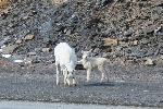 Atigun Sheep 2