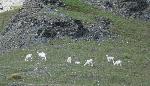 Dall's Sheep Group