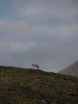 Lone Wolf