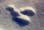Snowshoe Hare track up close