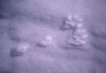 Snowshoe Hare tracks