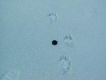 Wolverine tracks