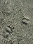 Bear and Human Tracks