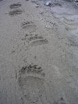Grizzly Bear Tracks