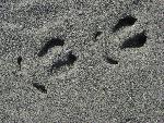 Caribou tracks