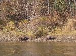 Two Grizzlies