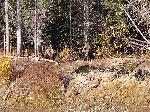 Two Grizzlies in Forest