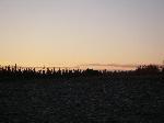Bull Moose Sunset