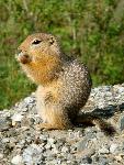 Arctic Ground Squirrel
