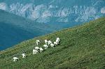 Dall's Sheep rams
