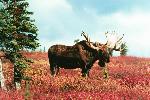 Fall Bull Moose