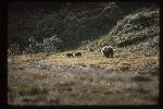 Grizzly Sow with cubs