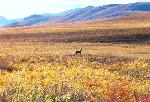 Fall Caribou