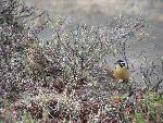 Smith's Longspur