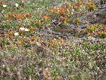 Smith's Longspur