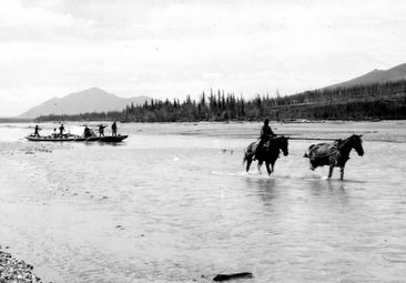 Historic photo of two horses pulling a supply boat up the Koyukuk river in the summer of 1911.