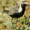 Golden Plovers migrates to Gates of the Arctic from Hawaii, Asia, Australia, and South America.