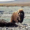 A muskox on a gravel bar looks intently at the camera.