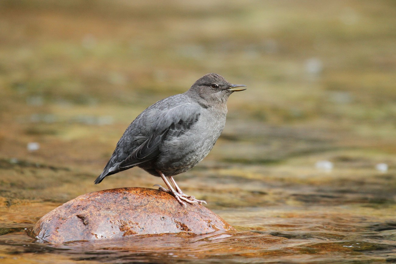 a brown songbird stands on a rock in a river