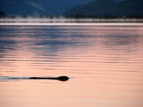 A beaver swimming in a lake reflecting the sunset.