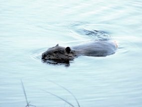 A close-up of a beaver swimming toward you.