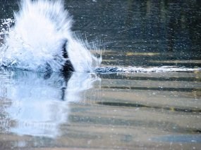 A beaver creates a big splash with its tail.