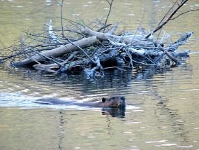 Beaver swimming near beaver cut logs.