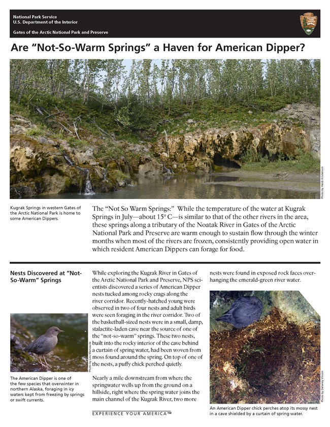 Image of pdf about american dippers at Kugrak Springs