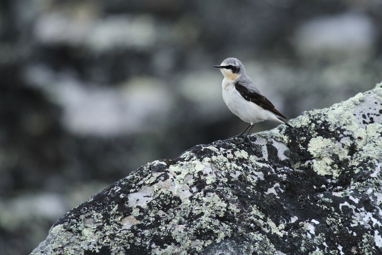 a small songbird with a gray head and back, a black eye band, black wings and white belly perched on a lichen covered rock