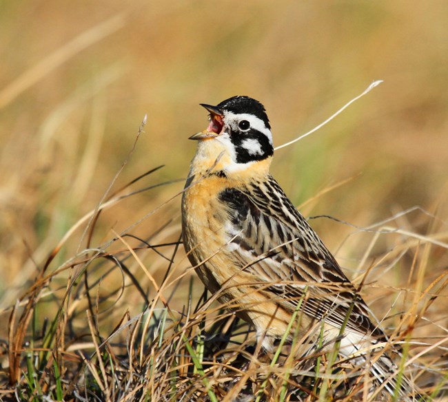 A male Smith’s Longspur singing, a small sparrow with a black capped head topping a white eye band, a golden chest and multicolored white, brown and black wings and back