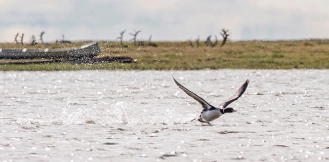 A yellow-billed loon takes off on a lake with caribou racks in the background