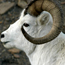 Counting Dall's Sheep in Alaska Video