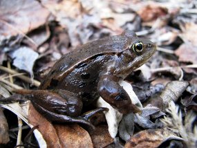 Wood frog