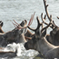 Caribou slide show