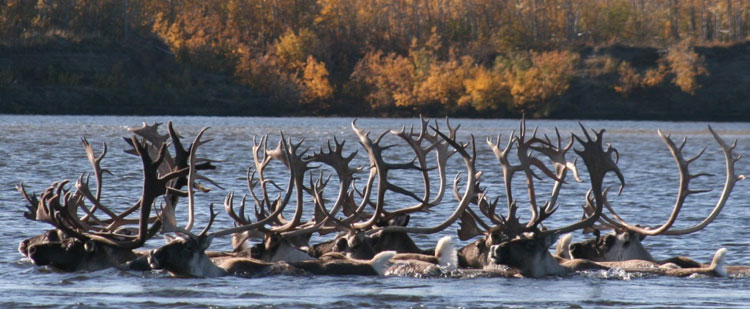 Caribou