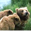 A mother grizzly with cubs relaxes in the grass.